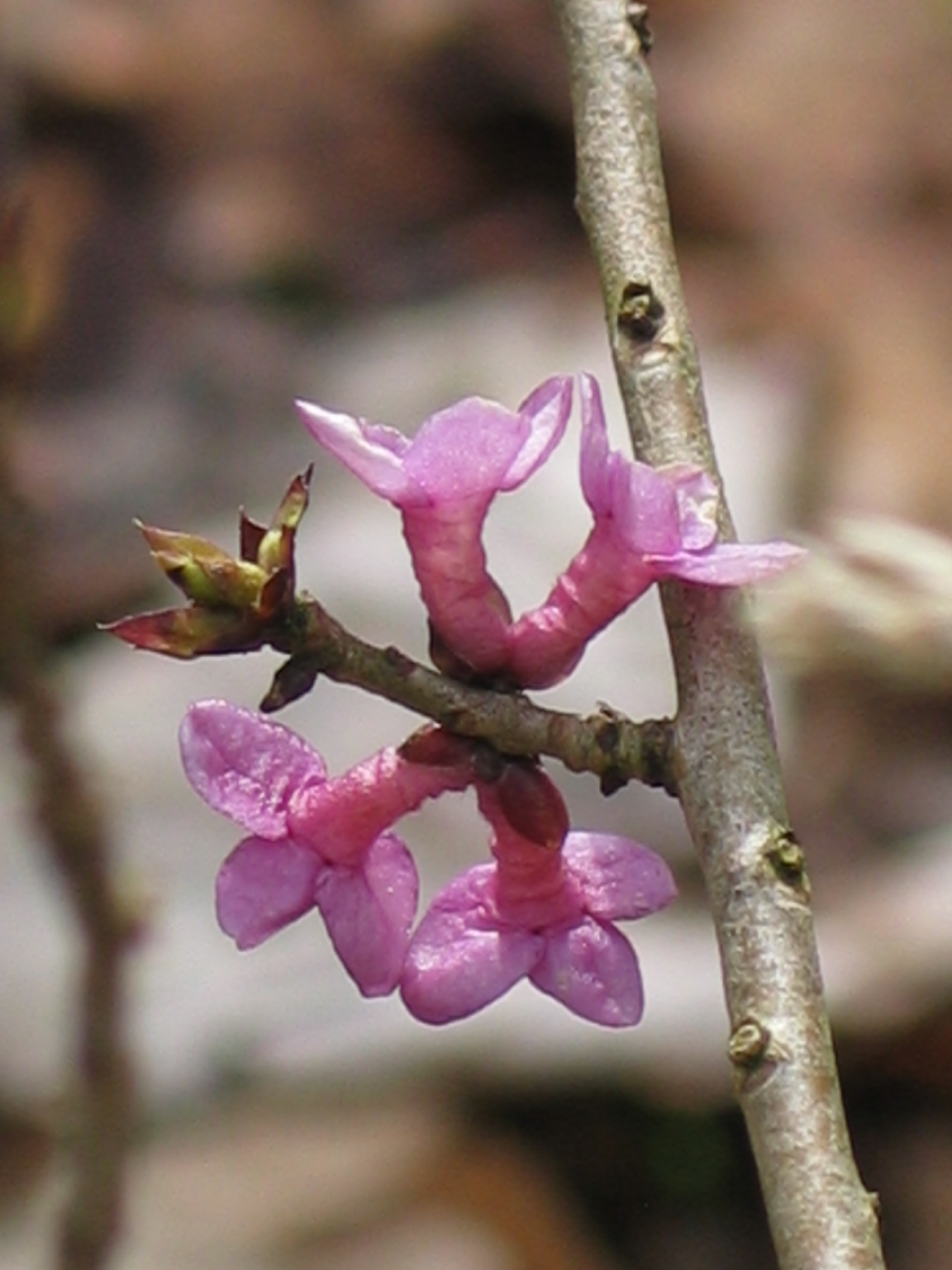 20. März 2016 Und dräut der