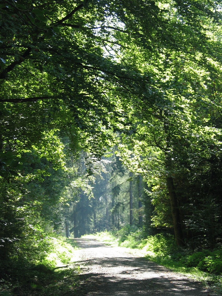 25. April 2020 150 Jahre Forstbotanischer Garten Hann