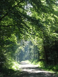 Forstbotanischer Garten im Naturpark Münden (c) Sibylle Susat