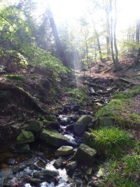 KÃ¼hler Sommerbach im Naturpark MÃ¼nden (c) Sibylle Susat