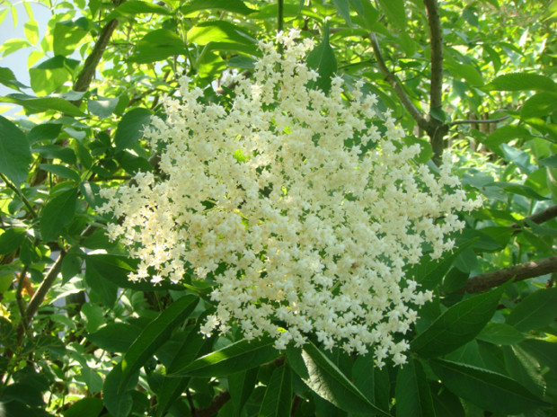 Sommerlicher Blütengenuß