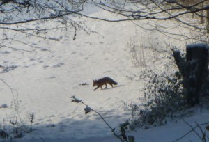 Fuchs im Winterwald (c) Sibylle Susat