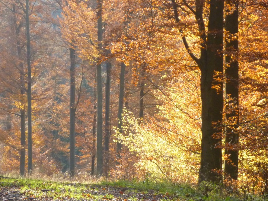 Herbstwanderungen im Naturpark Münden 940x705 Herbstlich leckere Kürbissuppe