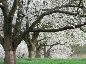 Kirschblüte im Naturpark Münden (c) Sibylle Susat