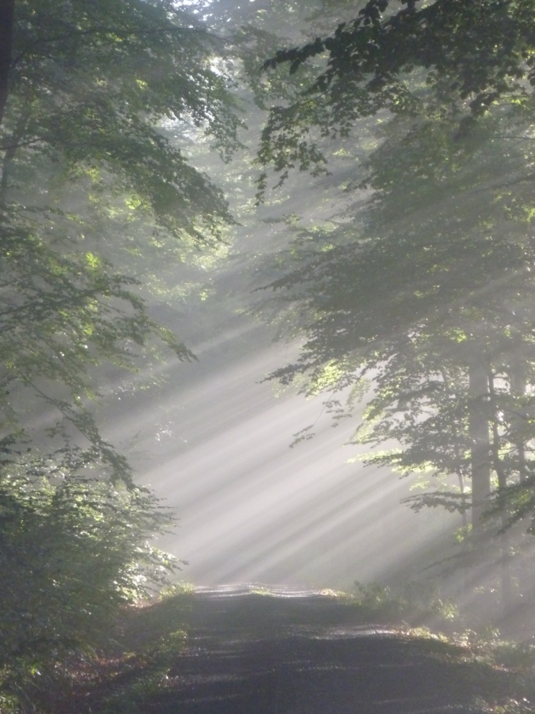 Foto des Monats Seltsam, im Nebel zu wandern! Naturpark
