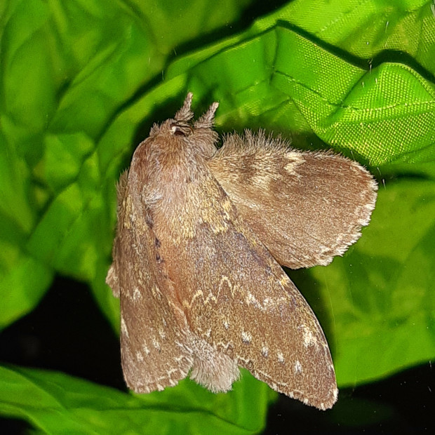 Ein Buchen-Zahnspinner wird von einer künstlichen Lichtquelle angelockt. Foto: Bjarne Riesbeck