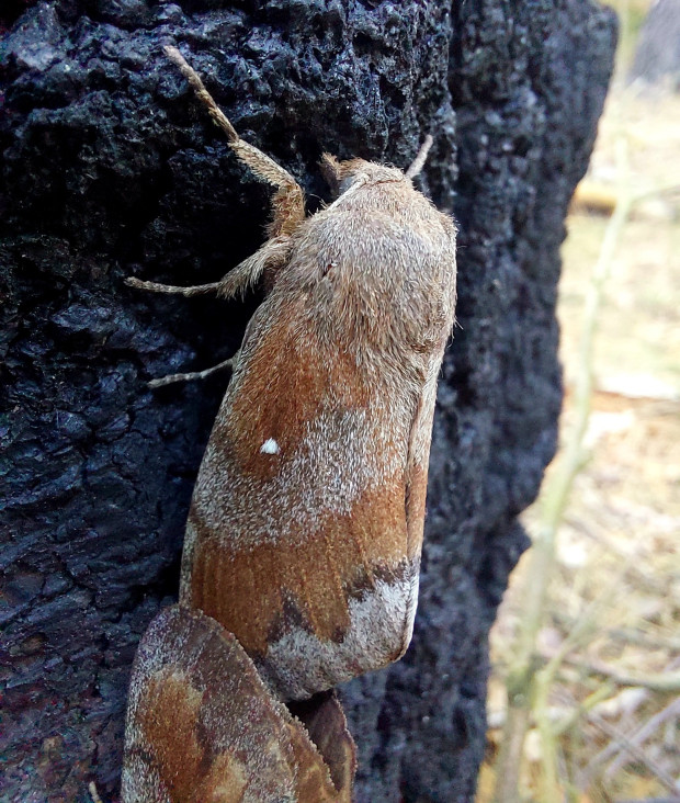 Kiefernspinner bei der Paarung auf einer Waldbrandfläche. Foto: Bjarne Riesbeck