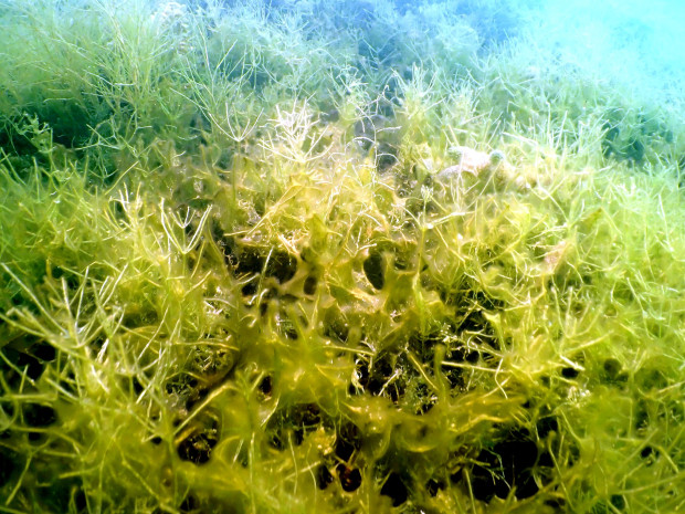 Der Algenaufwuchs kann die Characeen-Vegetation darunter ersticken. Foto: Silke Oldorff