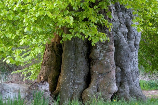 Buche bei Dobbin-FotoMonikaLawrenz3895