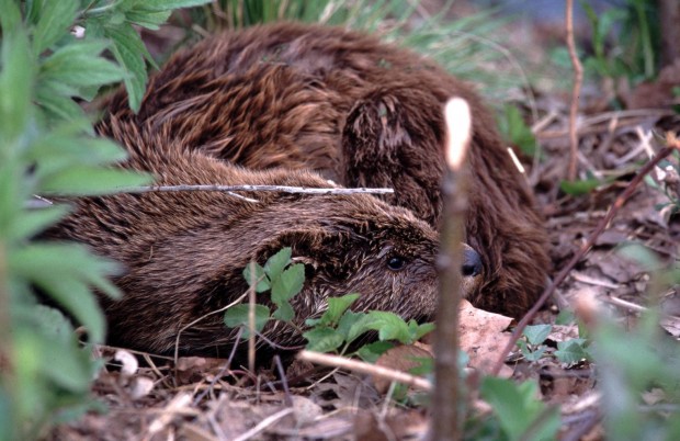 Fischotter besiedeln das gesamte Gewässersystem des Naturparks.