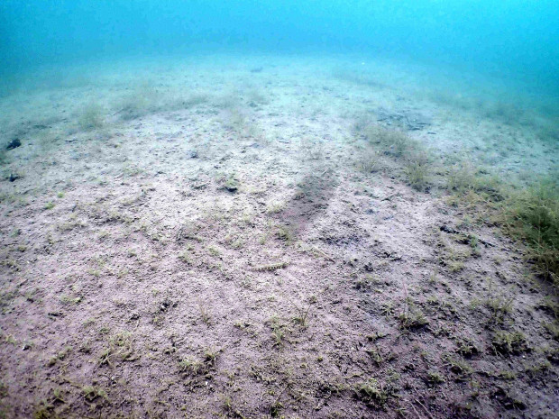 Hervorragend getarnte Steinbeißer besiedeln die vegetationsarmen Flachwasserbereiche. Foto: Silke Oldorff