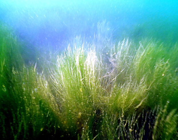 In einer Tiefe von 10,6 Metern wurde Vegetation in Form von Grünalgen (Vaucheria dichotoma) vorgefunden. Foto: Silke Oldorff