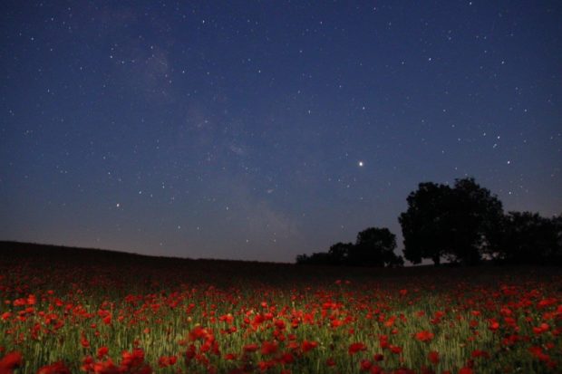 Sternenhimmel überm Mohnfeld. Foto: Guido Strauss