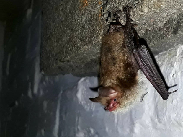 Eine Fransenfledermaus an ihrem Hangplatz. Foto: Bjarne Riesbeck