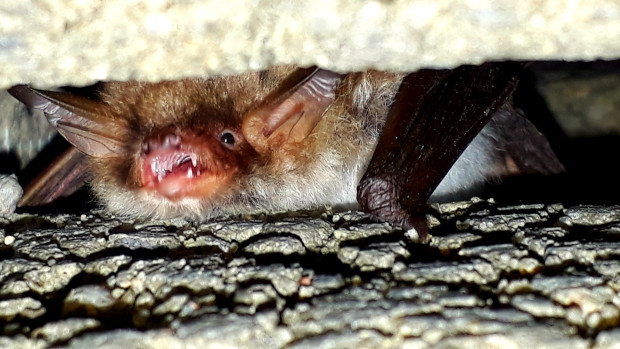 Eine Fransenfledermaus zieht sich in die engen Spalten ihres Quartiers zurück. Foto: Bjarne Riesbeck