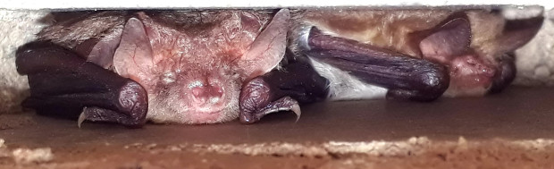 Ein Braunes Langohr (links) und eine Fransenfledermaus (rechts) teilen sich das Quartier. Foto: Bjarne Riesbeck