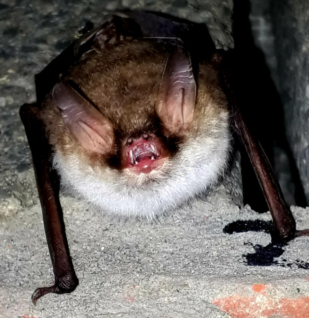 Eine Fransenfledermaus sondiert mittels Echoortung die Lage. Foto: Bjarne Riesbeck