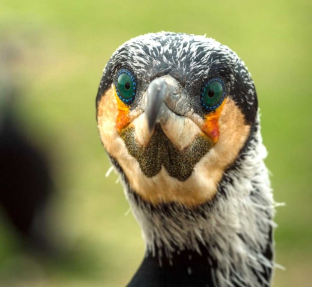 Ko_Copyright_MonikaLawrenz1