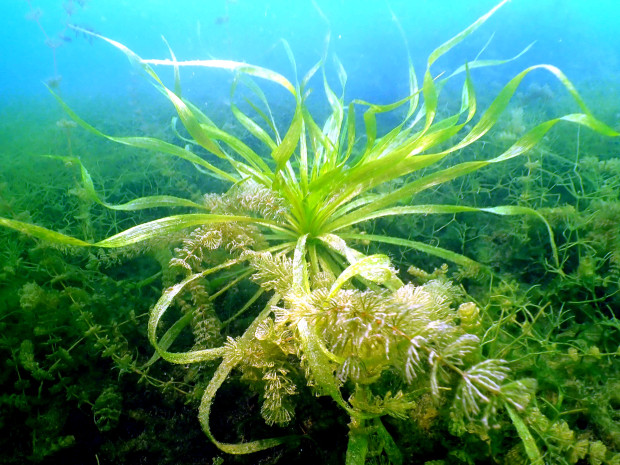 Krebsscheren (Stratiotes aloides) sind besonders auffällig. Foto: Silke Oldorff