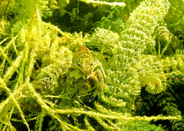 Ein amerikanischer Flusskrebs sitzt auf Rauem Hornblatt (Ceratophyllum demersum). Foto: Silke Oldorff