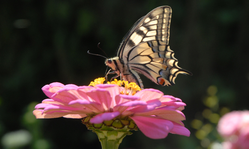 Schwalbenschwanz, Nossentiner-Schwinzer Heide, Jörg Gast, 2012