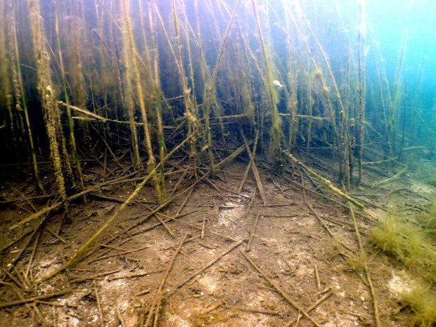Die Vegetation der Flachwasserbereiche wies ebenfalls Algenbewuchs und Beschädigungen auf. Foto: Silke Oldorff