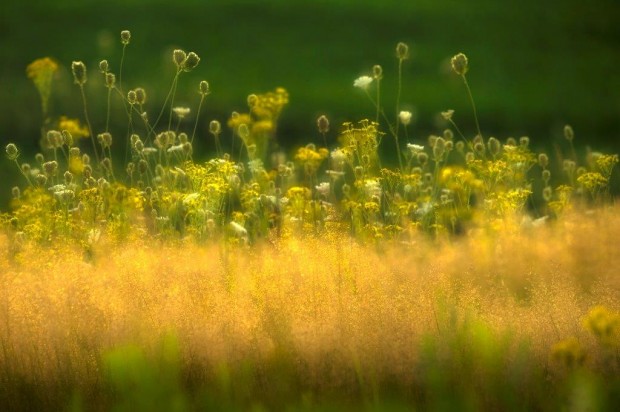 Sommerwiese im Abendlicht-FotoMonikaLawrenz9976