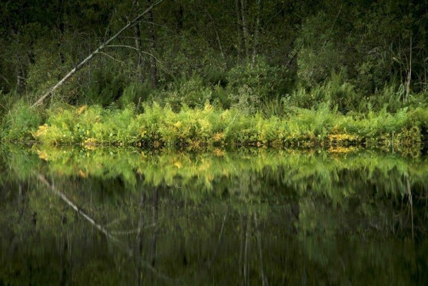 Spiegelung im Moor-FotoMonikaLawrenz_3192