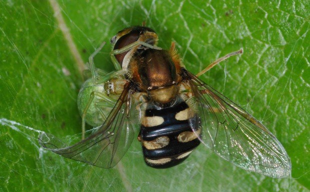 Spinne+Schwebfliege_Foto_Polzin