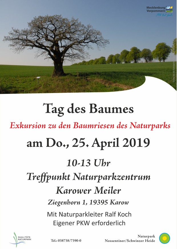 Tag des Baumes 2019 620x870 Tag des Baumes   Exkursion zu den Baumriesen des Naturparks