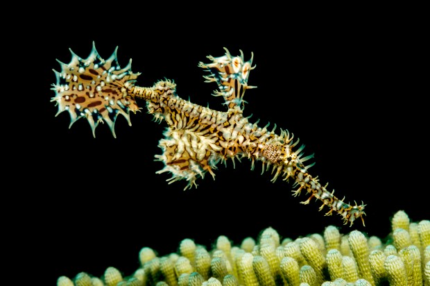 Unterwasserwelt_Indonesiens1_Foto_SidneySmith