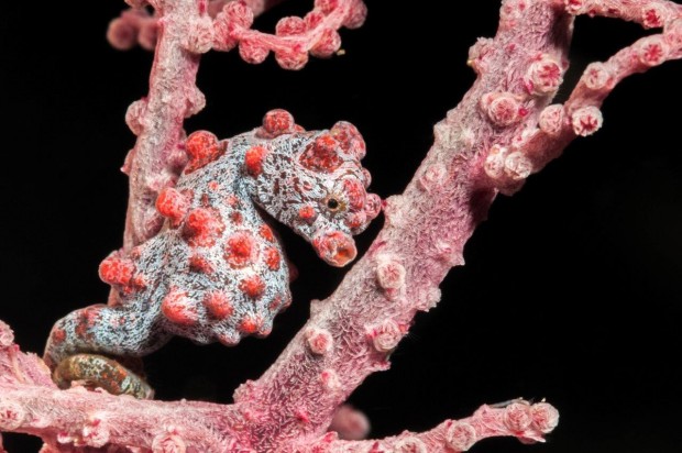 Unterwasserwelt_Indonesiens2_Foto_SidneySmith