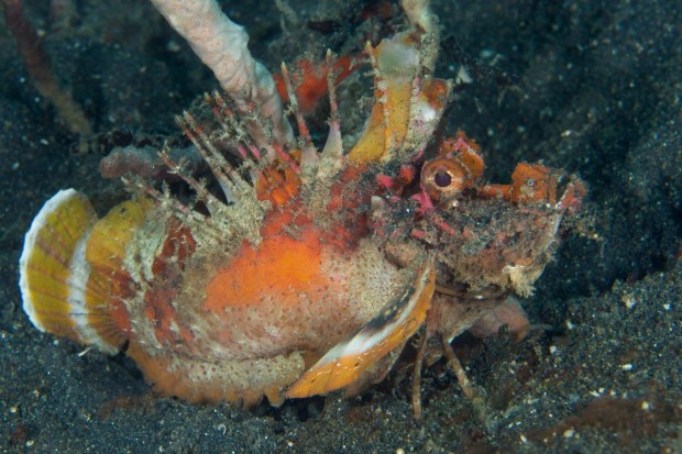 Unterwasserwelt_Indonesiens4_Foto_SidneySmith