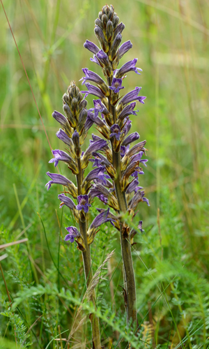 Violette Sommerwurz (Orobanche purpurea)
