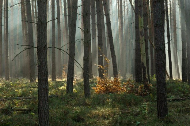 Wald am Langhagensee-FotoMonikaLawrenz_klein