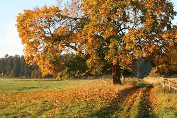 bei Karow (2)_RalfKoch