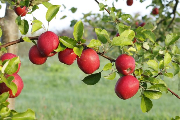 Zweig mit roten Äpfeln