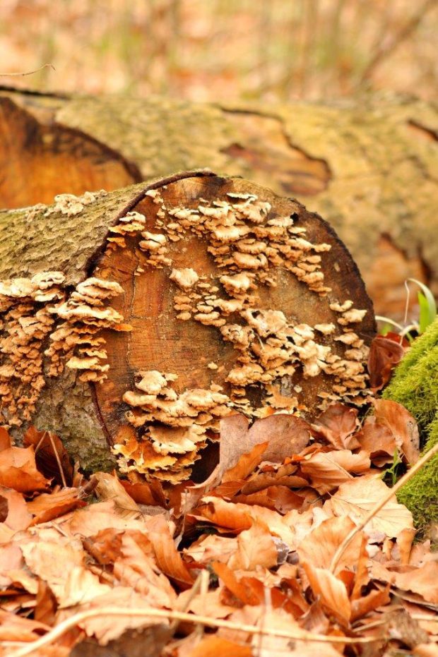 Schmetterlingstramete. Foto: Katy Liermann