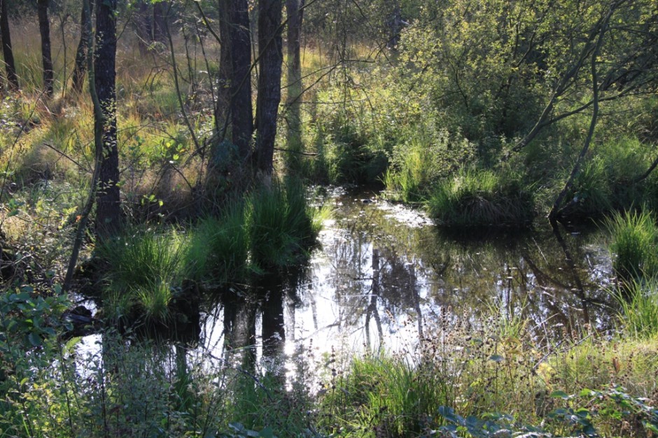Die Seele baumeln lassen im Arracher Moor Naturpark Oberer