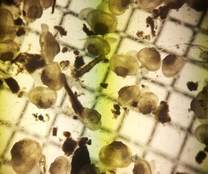 Ein Jahr alte Flussperlmuscheln unter dem Mikroskop