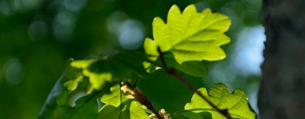 Frühllingslaub im Eichenwald