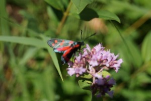 GRÜN durch den #SommerTour Besuch eines Beweidungsprojektes mit Wildpferden und Orchideenwanderung