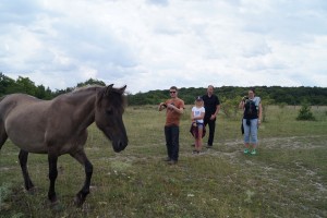 GRÜN durch den #SommerTour Besuch eines Beweidungsprojektes mit Wildpferden und Orchideenwanderung