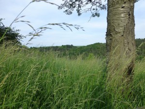 Durch die Einträge benachbarter landwirtschaftlicher Flächen ist der Aufwuchs an Kräutern und Gräsern teilweise enorm. Vorallem Brennesselbestände an anderen Stellen zeugen von hohen Nährstoffgehalten im Boden. Das Entfernen der Biomasse soll die Flächen aushagern. HP P1010619 300x225 Projektbeginn Nachpflege Trockenlebensräume