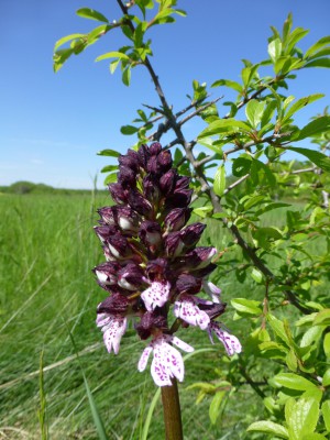 P1010108 Orchis purpurea