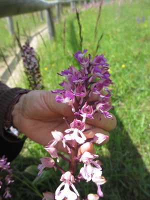 Pupur-Knabenkraut
(Orchis purpurea)