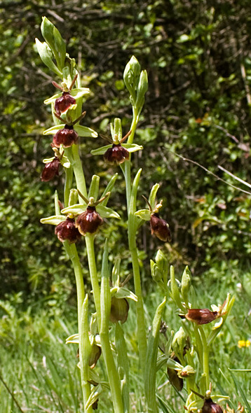 Spinnen-Ragwurz (Ophrys sphegodes)