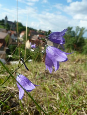 glockenblume kohlberg