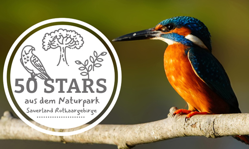 Der Eisvogel - Einer von 50 Tier- und Pflanzenarten des Digitalen Artenportals (Foto: VDN-Fotoportal/Helmut Krannich)