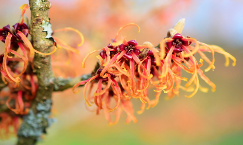 Lauscht auf dieser herbstlichen Wanderung Geschichten rund zur "Magie der Bäume" - im Bild: Die Zaubernuss (Foto: pixabay)